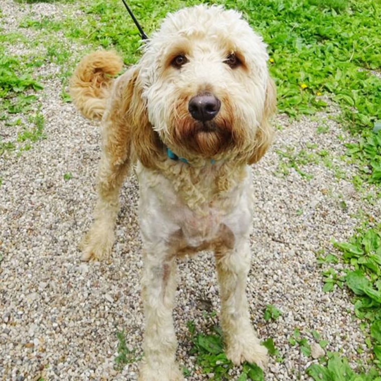 Buddy the labradoodle abandoned in cage