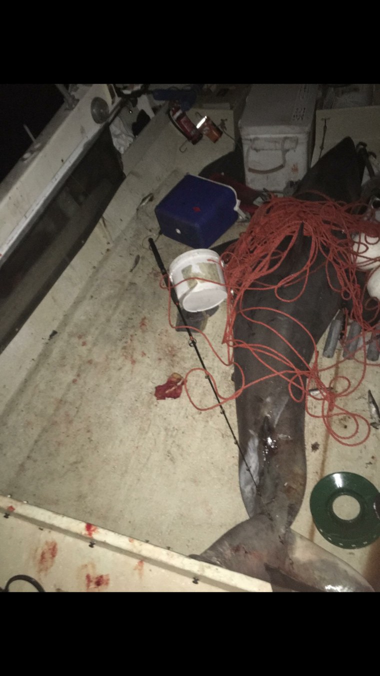 Image: The nearly 9-foot long, 440-pound great white shark