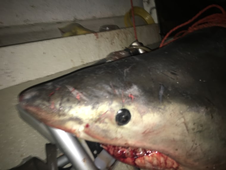 The shark that landed in Terry Selwood's boat.
