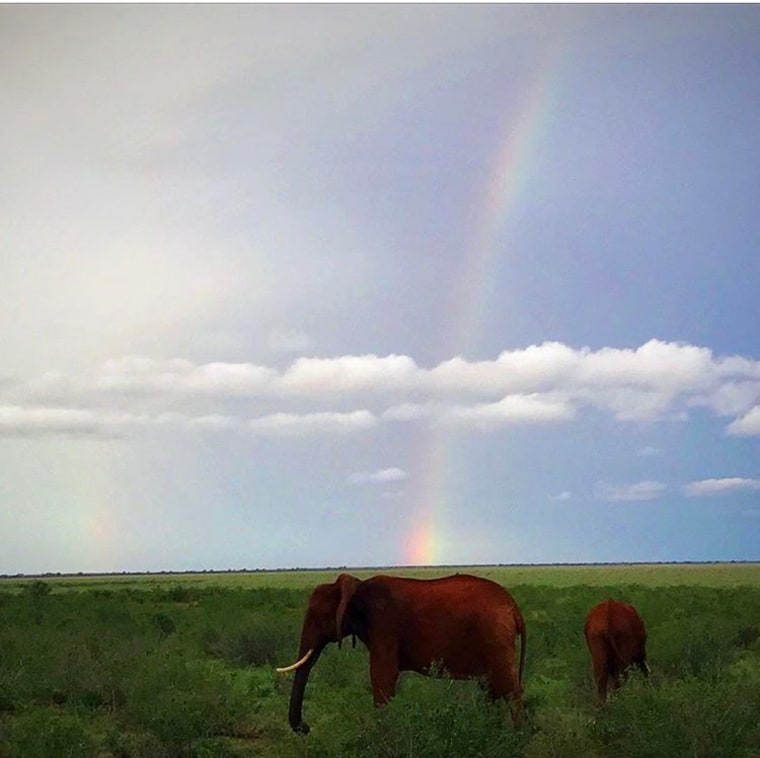 After the rare passing rain, we were pleasantly surprised with a view of elephants and a rainbow.