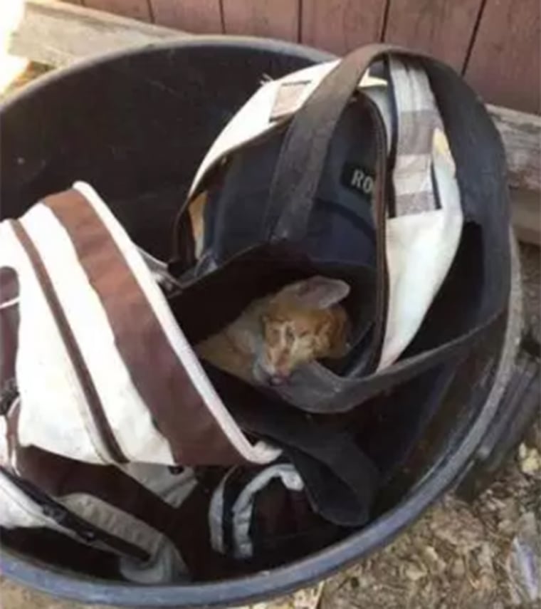 Hiro the cat had been left in a backpack, in a trash can.