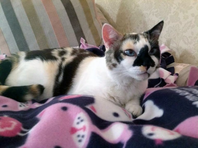 Volunteers make prayer blankets for strangers' sick and dying pets