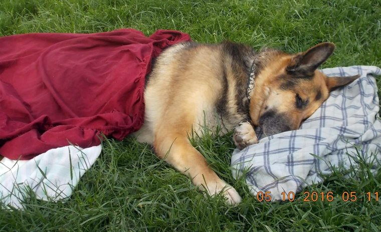 Volunteers make prayer blankets for strangers' sick and dying pets