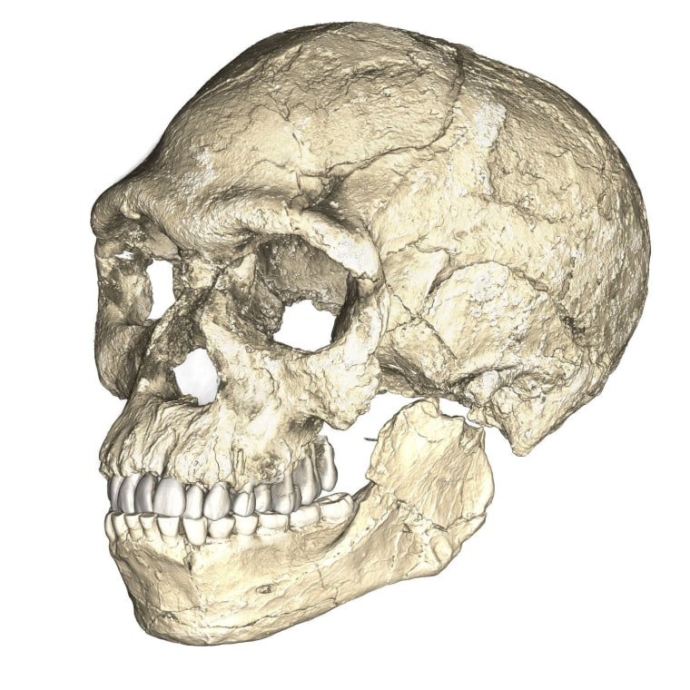 Image: A composite reconstruction of the earliest known Homo sapiens fossils from Jebel Irhoud in Morocco is shown in this handout photo