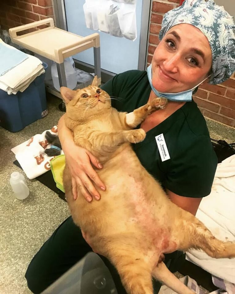 35-pound cat Symba up for adoption