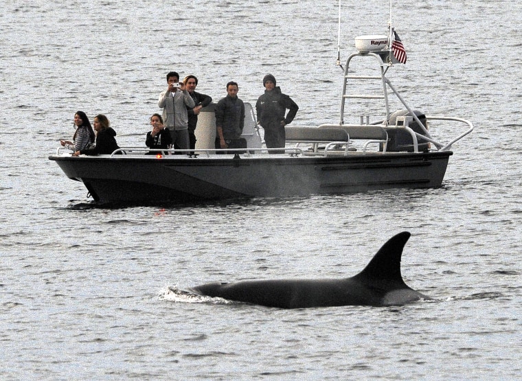 Image: Whales are seen off the coast of Long Beach, California