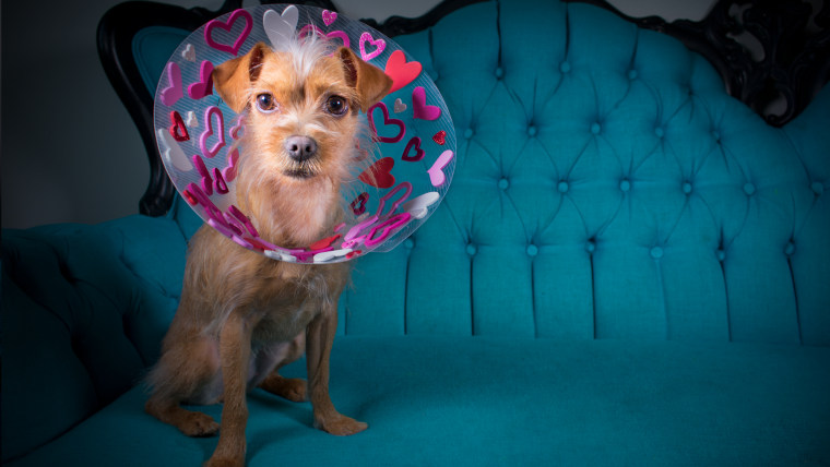 Photographer 'blings out' shelter dogs' recovery cones to help them ...