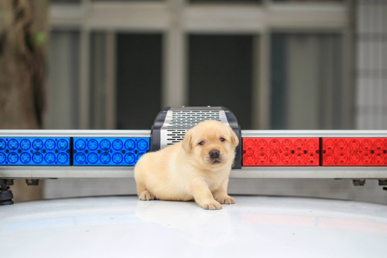 K-9 puppies recruited by Taiwanese police force