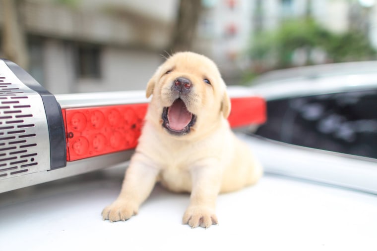 K-9 puppies recruited by Taiwanese police force