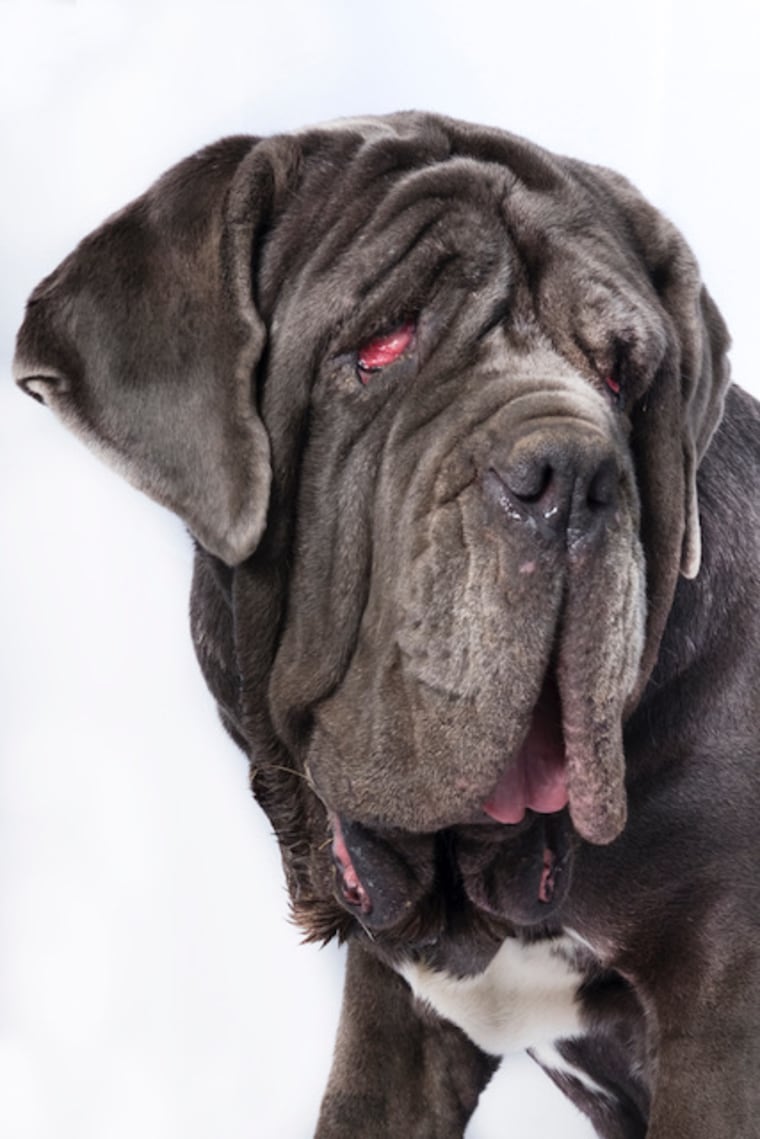 Martha, winner of the 2017 World's Ugliest Dog contest