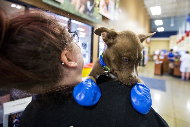 Image: Puppy with booties in Tempe