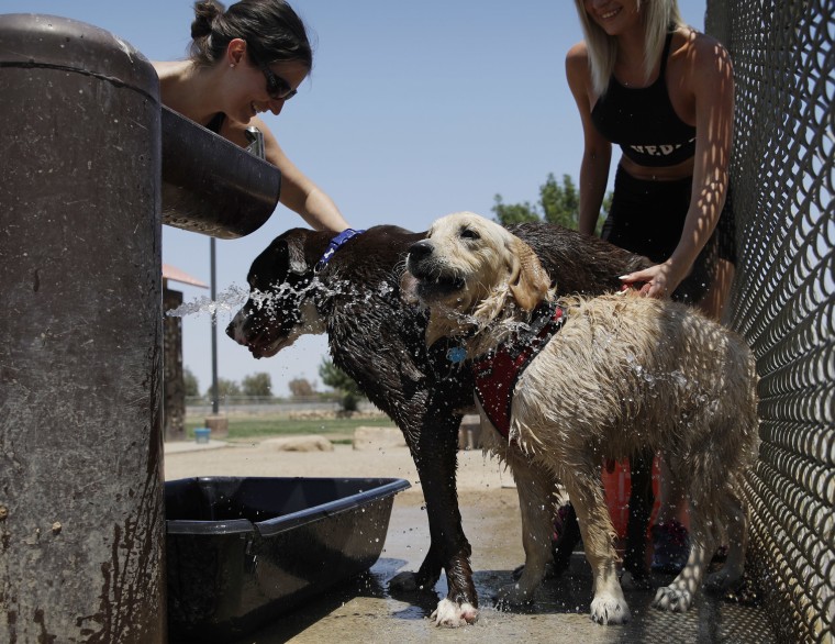 Image: Women cool off their dogs