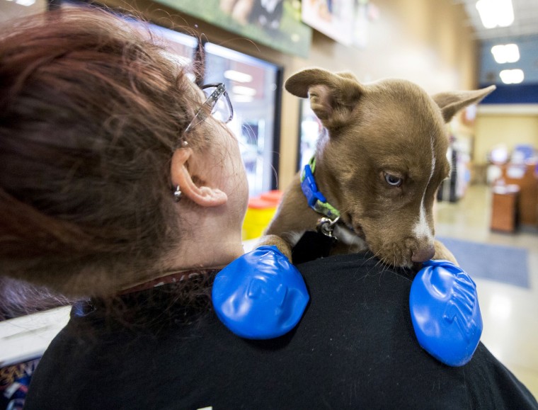 Image: An employee plays with a puppy
