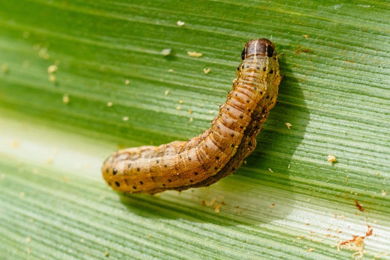 Image: The caterpillar larva of a fall armyworm