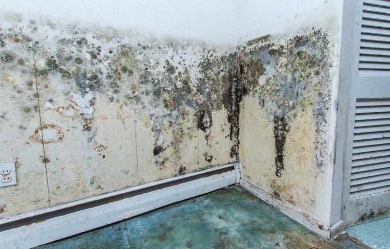 What is black mould and what health problems can it cause?, Fungi