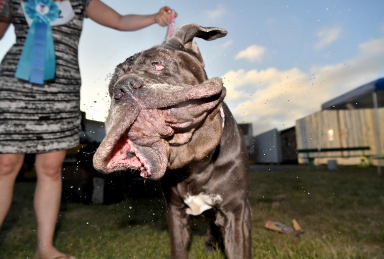 Image: Martha, a Neapolitan Mastiff, shakes water off her head after winning this year's World's Ugliest Dog Competition in Petaluma, California on June 23, 2017.