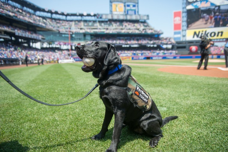 Charlie, Puppy with a purpose, TODAY Show, Dog, Veterans 