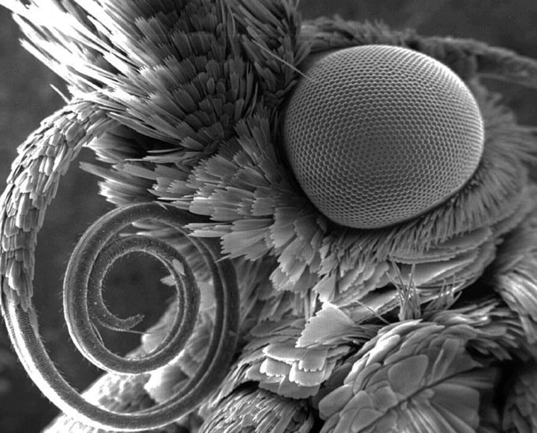 Material scientists try to replicate the anti-reflection properties of the tiny domes on the moth's eye.