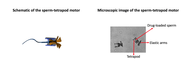 Computer generated model of spermbot (left) and microscopic image of spermbot (right)