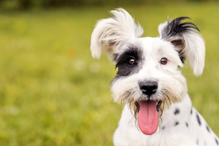 As part of a study at FSU, married couples were asked to look at a short stream of pictures, including pictures of their partner, which were paired with either cute pictures of animals or less appealing subject matter, once every 3 days for 6 weeks.