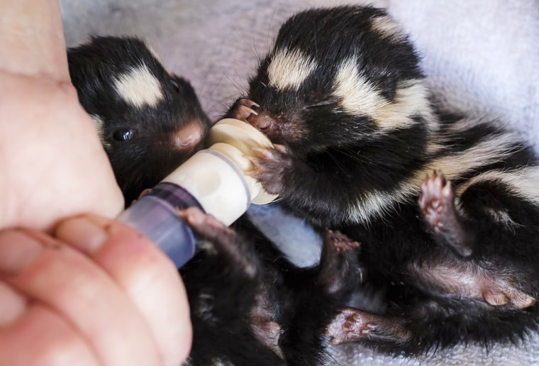 Spotted skunk babies