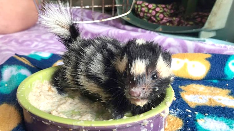 Orphaned baby spotted skunks