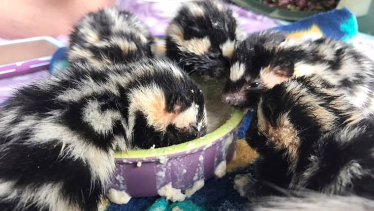 Baby spotted skunks