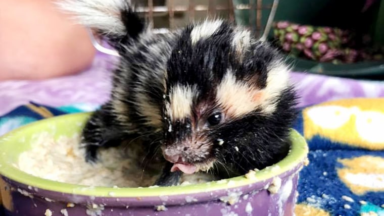 Baby spotted skunks