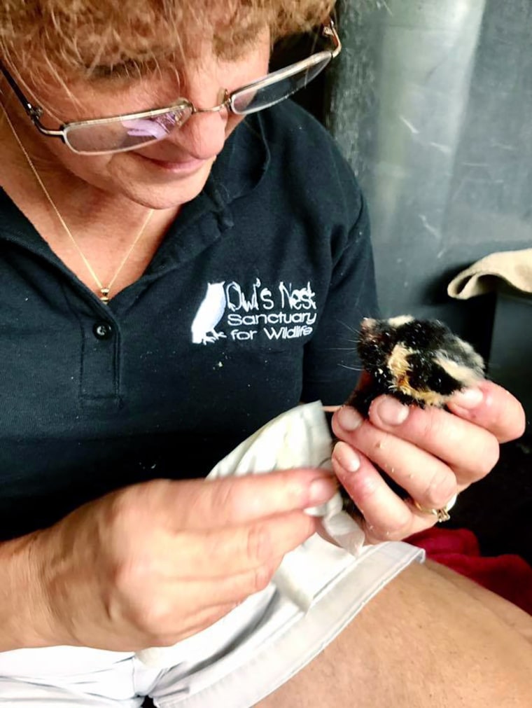 Kris Porter cares for the baby spotted skunks