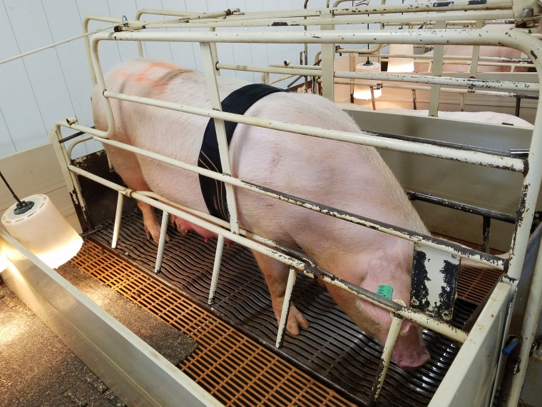 "If I can reduce this problem by another 50 percent, help cut the amount of piglets that die from this in half, I would say we're successful," Rooda says.