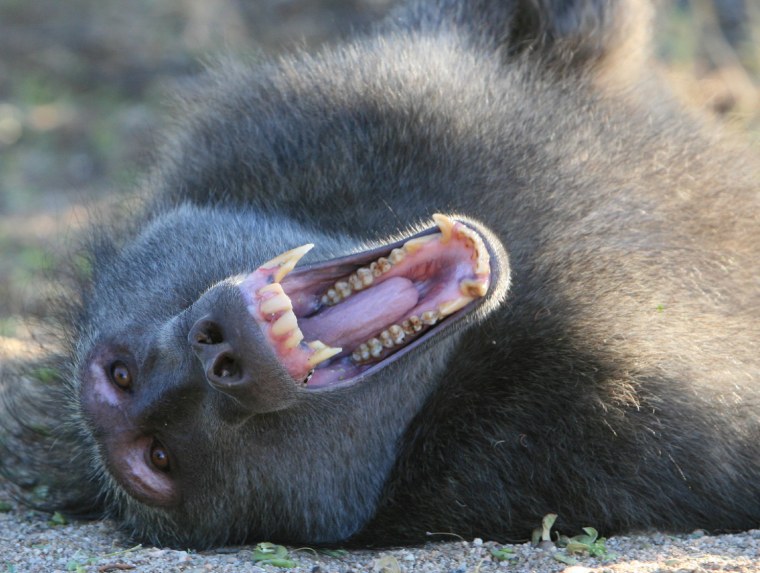 A male baboon displays his canines.