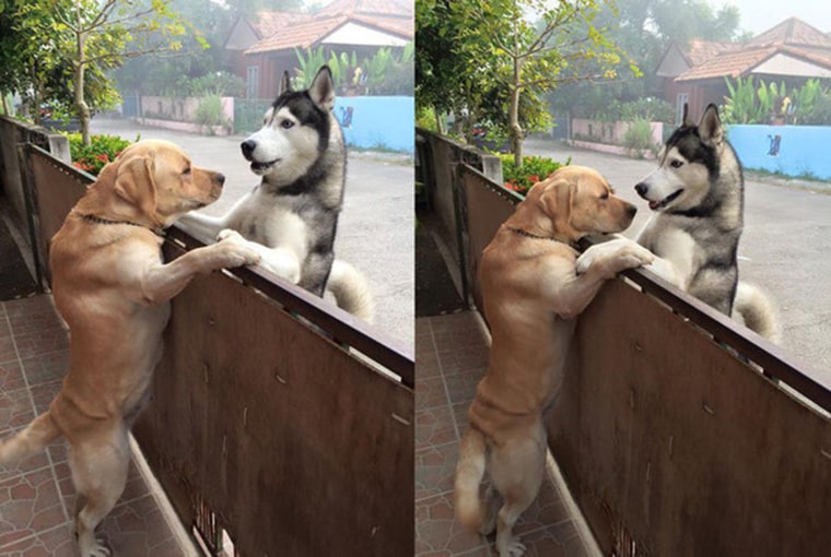 Neighborhood dogs sneak hug in Thailand