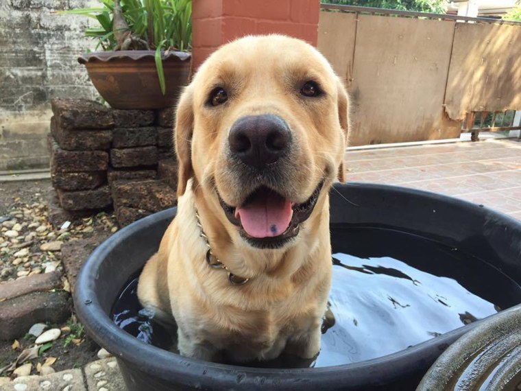 Messy the dog is friends with neighbor