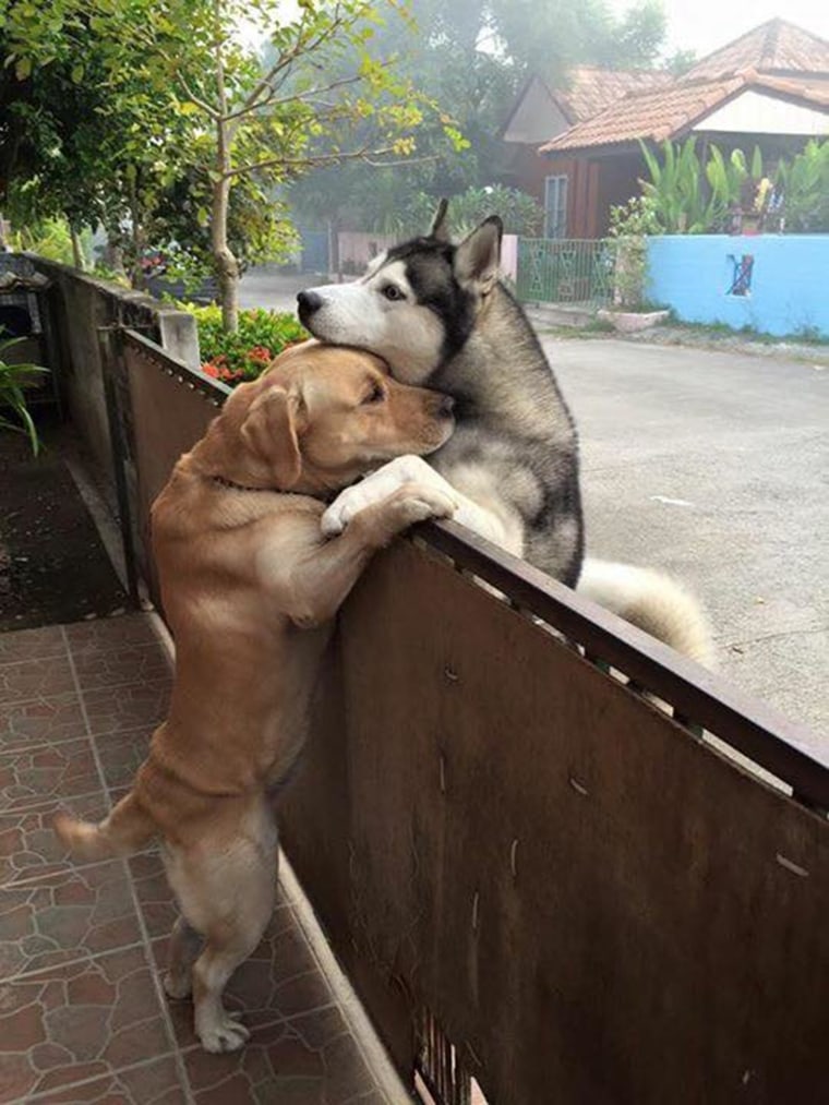 Neighborhood dogs are best pals in Thailand