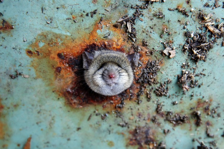 Image: A rat's head rests as it is constricted in an opening in the bottom of a garbage can in the Brooklyn borough of New York