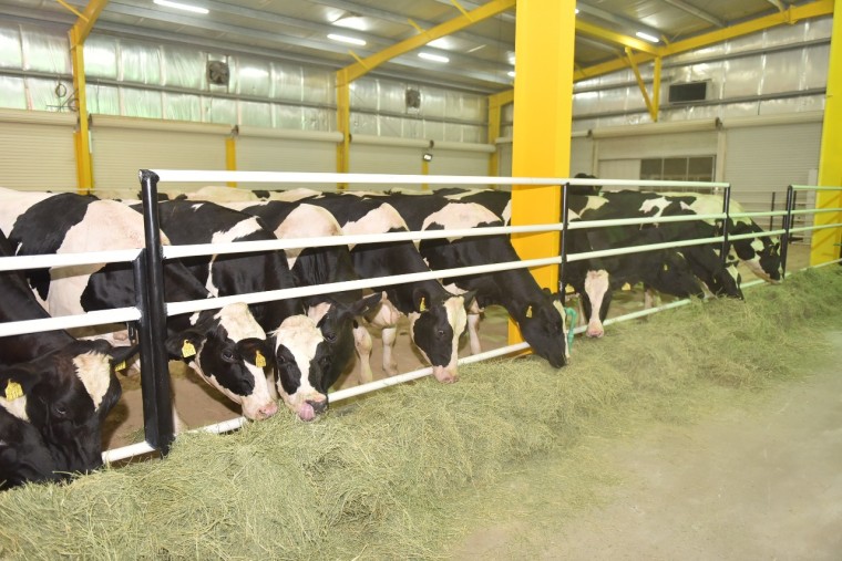 Imported cows arrive at the Baladna farm in Qatar.