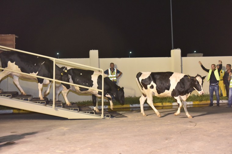 Workers look on as cows imported from Europe arrive at the Baladna farm in Qatar.