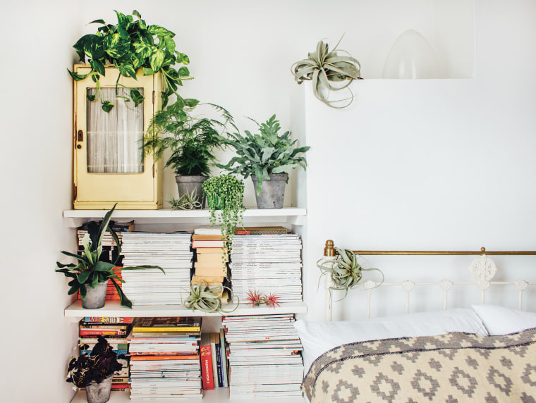 Image: Plants in a bedroom