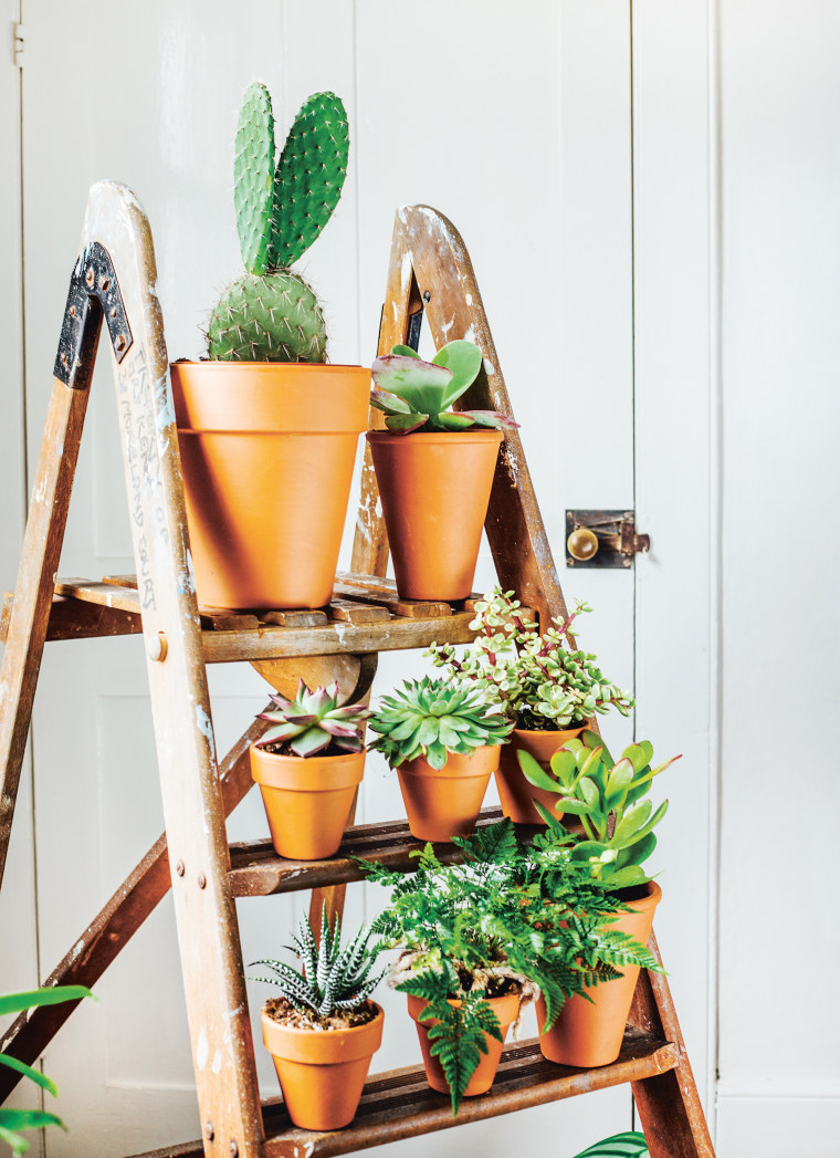 In my opinion, indoor plants are an absolute game-changer for decoration. I  believe they not only enhance the aesthetics but also bring a refreshing  vibe to any space. Additionally, taking care of