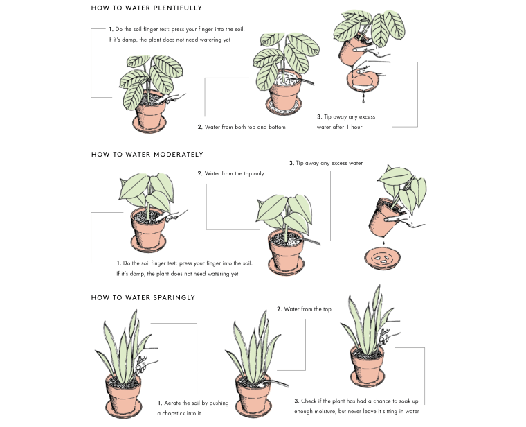 Image:  Illustration showing watering instructions