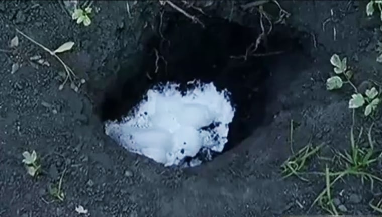 Image: Dry ice is used in a rat burrow to kill the rats
