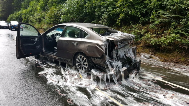 Image: Truck carrying eels overturns covering roadway in Oregon