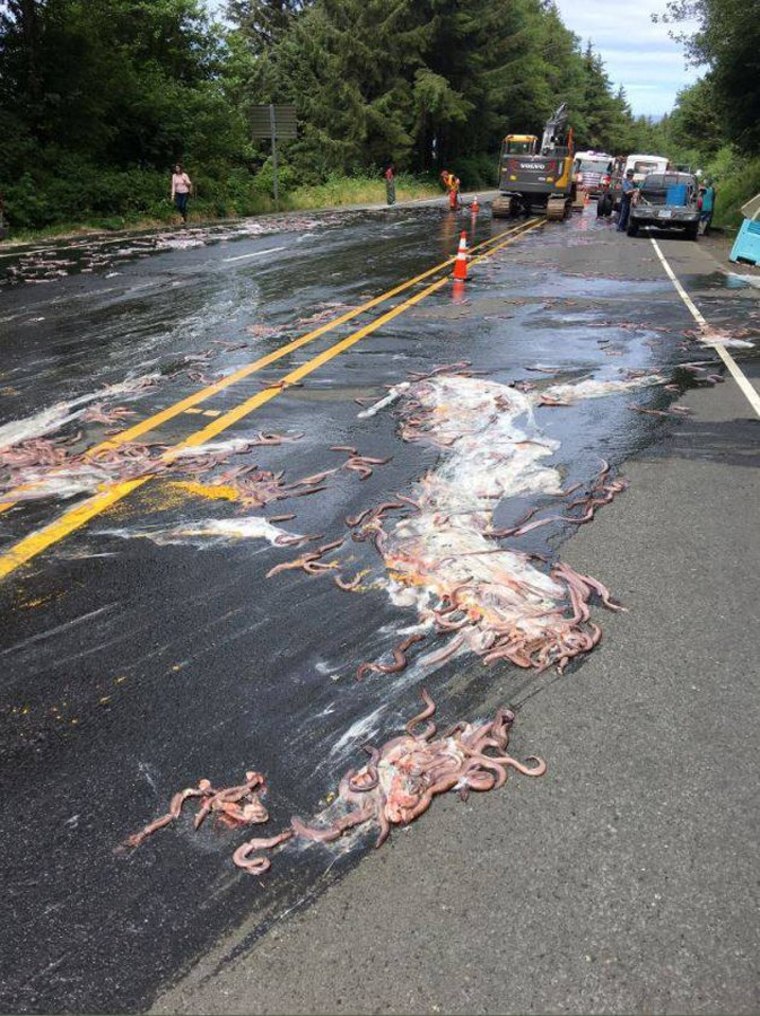 Slime Eels Car  Know Your Meme