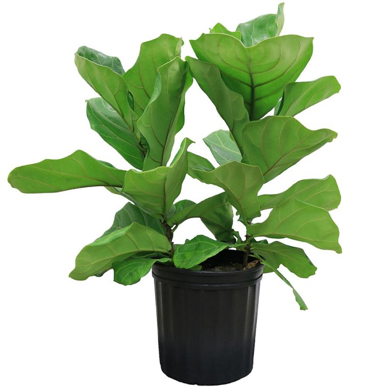 Outdoor Plants - The Home Depot