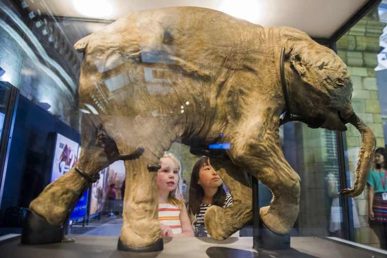 Ingrid Verwood and Mao Ishiguron look at baby mammoth Lyuba at an exhibition at the Natural History Museum in London on May 21, 2014.