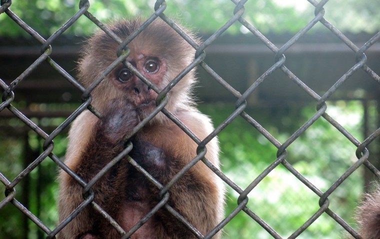 In this  July 7, 2017 photo, a monkey stares out from its enclosure at the Dr. Juan A. Rivero Zoo in Mayaguez, Puerto Rico.