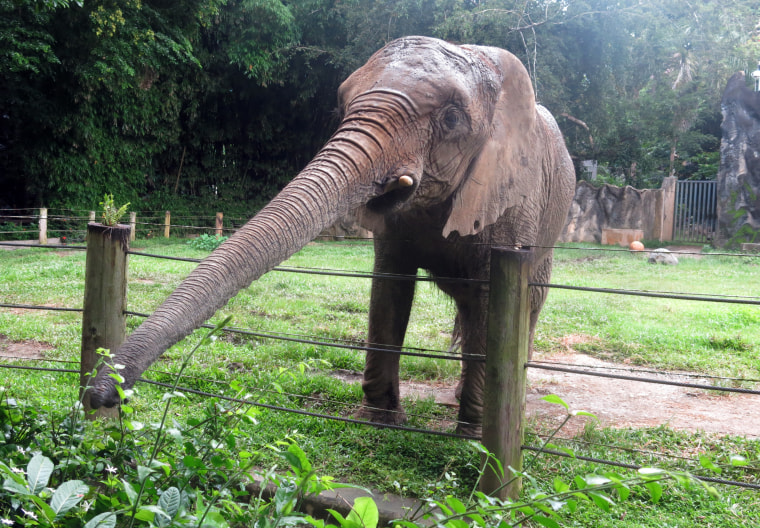 In this  July 7, 2017 photo, "Mundi," the only elephant at the Dr.  Juan A. Rivero Zoo, reaches out to eat shrubs in Mayaguez, Puerto Rico.