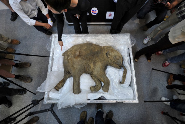 Image: The carcass of the world's most well-preserved baby mammoth, Lyuba