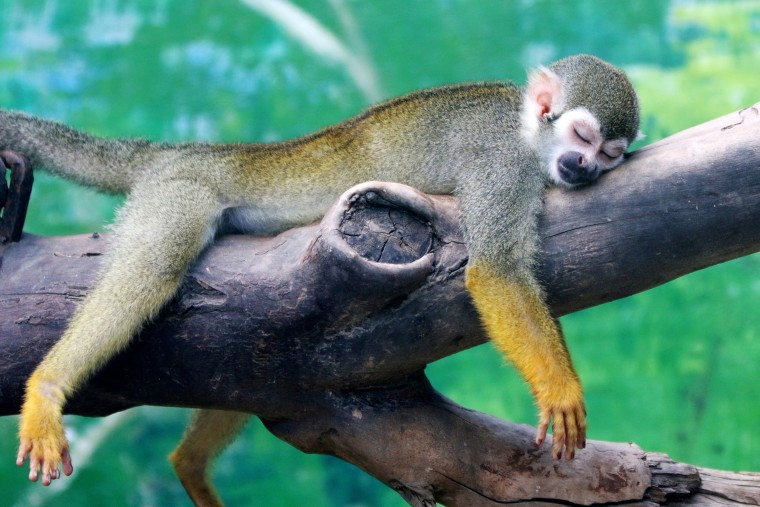 Image: A squirrel monkey rests on a tree branch on a hot day at a zoo in Zhengzhou