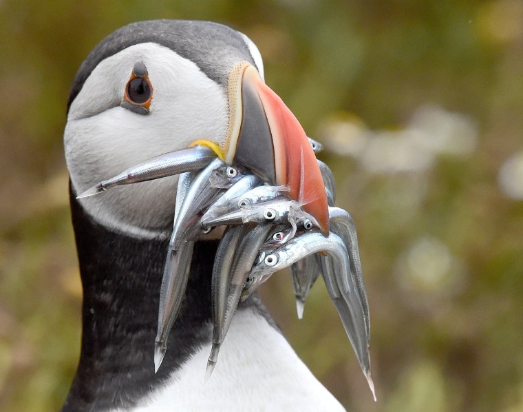 Image: An Atlantic Puffin holds a mouthful of sand eels on the island of Skomer, off the coast of Pembrokeshire, Wales,